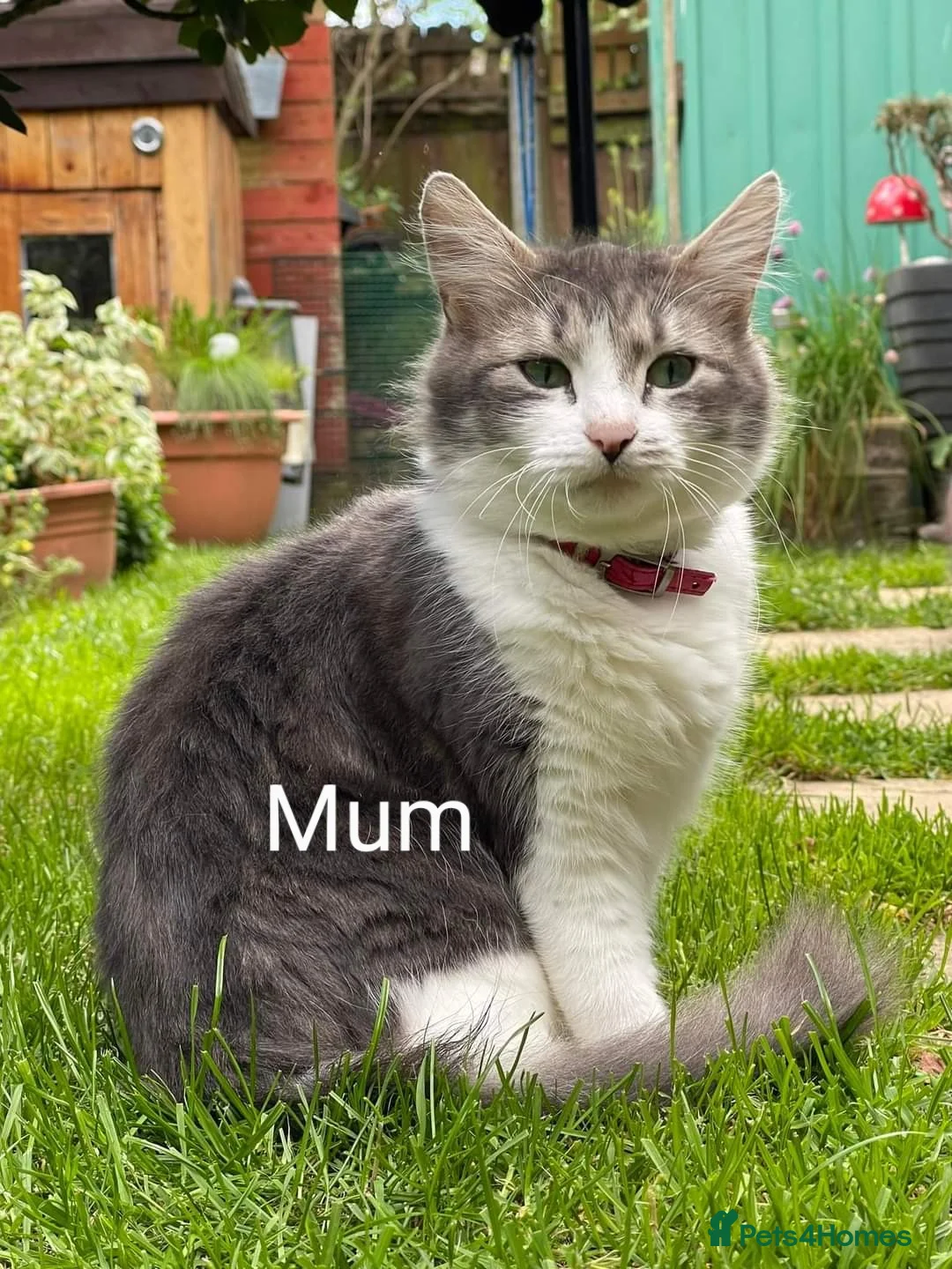 Siberian cats for sale: Siberian crossed kittens  - Advert 7