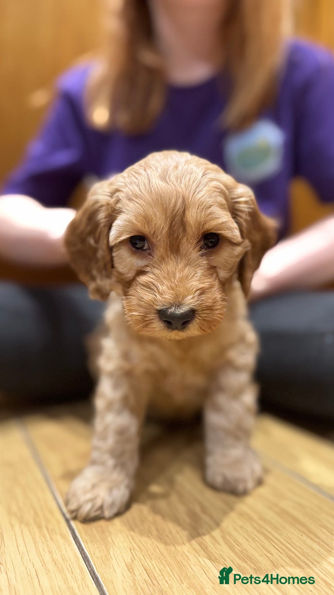 Cockapoo dogs for sale: Cockapoo puppies 🐶  - Advert 7