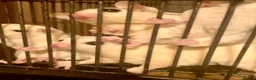 Sugar Glider rodents for sale: Ruby red eye leucistic baby sugar gliders  - Advert 2