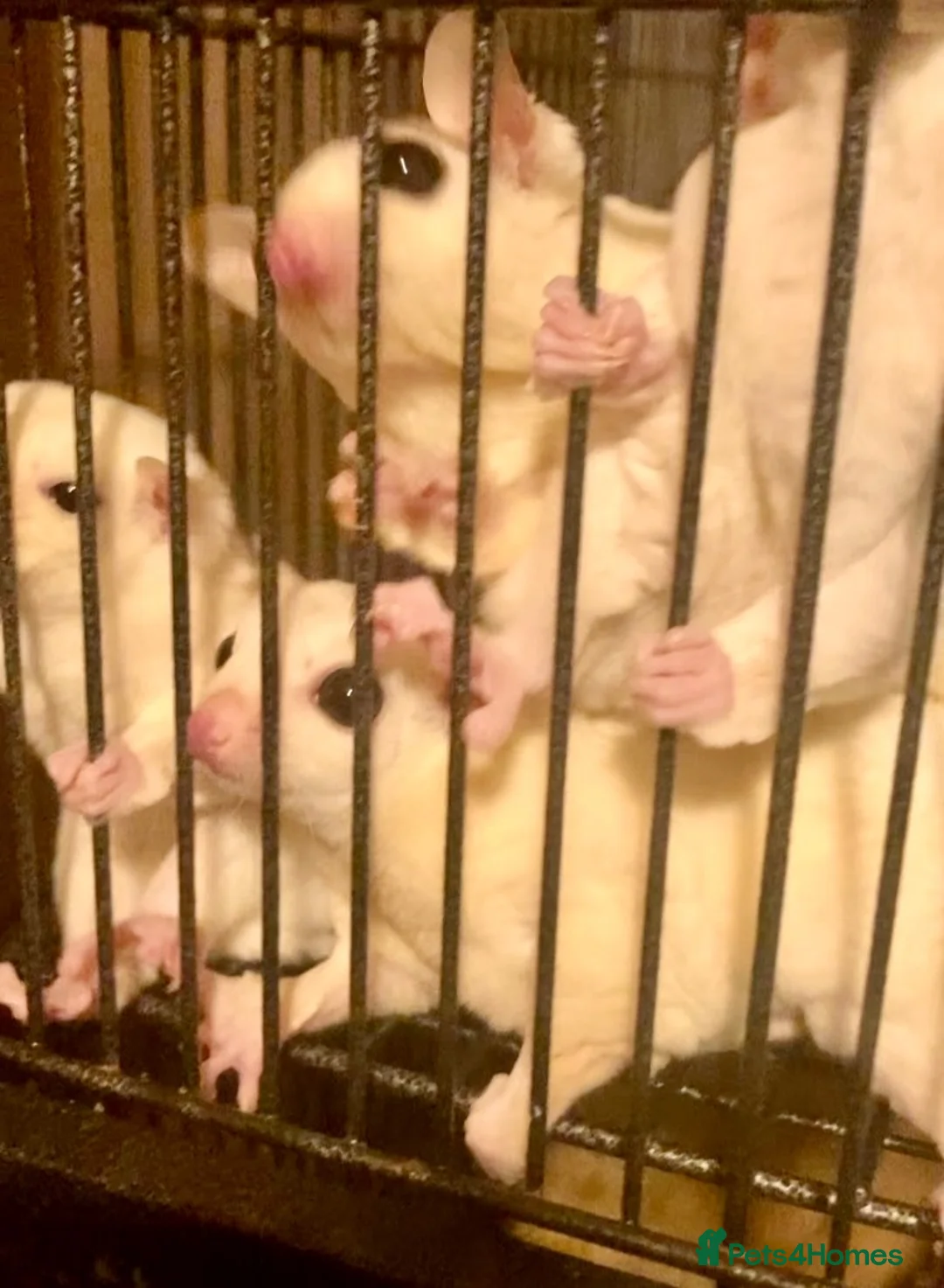 Sugar Glider rodents for sale: Ruby red eye leucistic baby sugar gliders  - Advert 2
