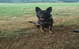 German Shepherd dogs for sale: 1 year old German Shepherd for sale - Image 1