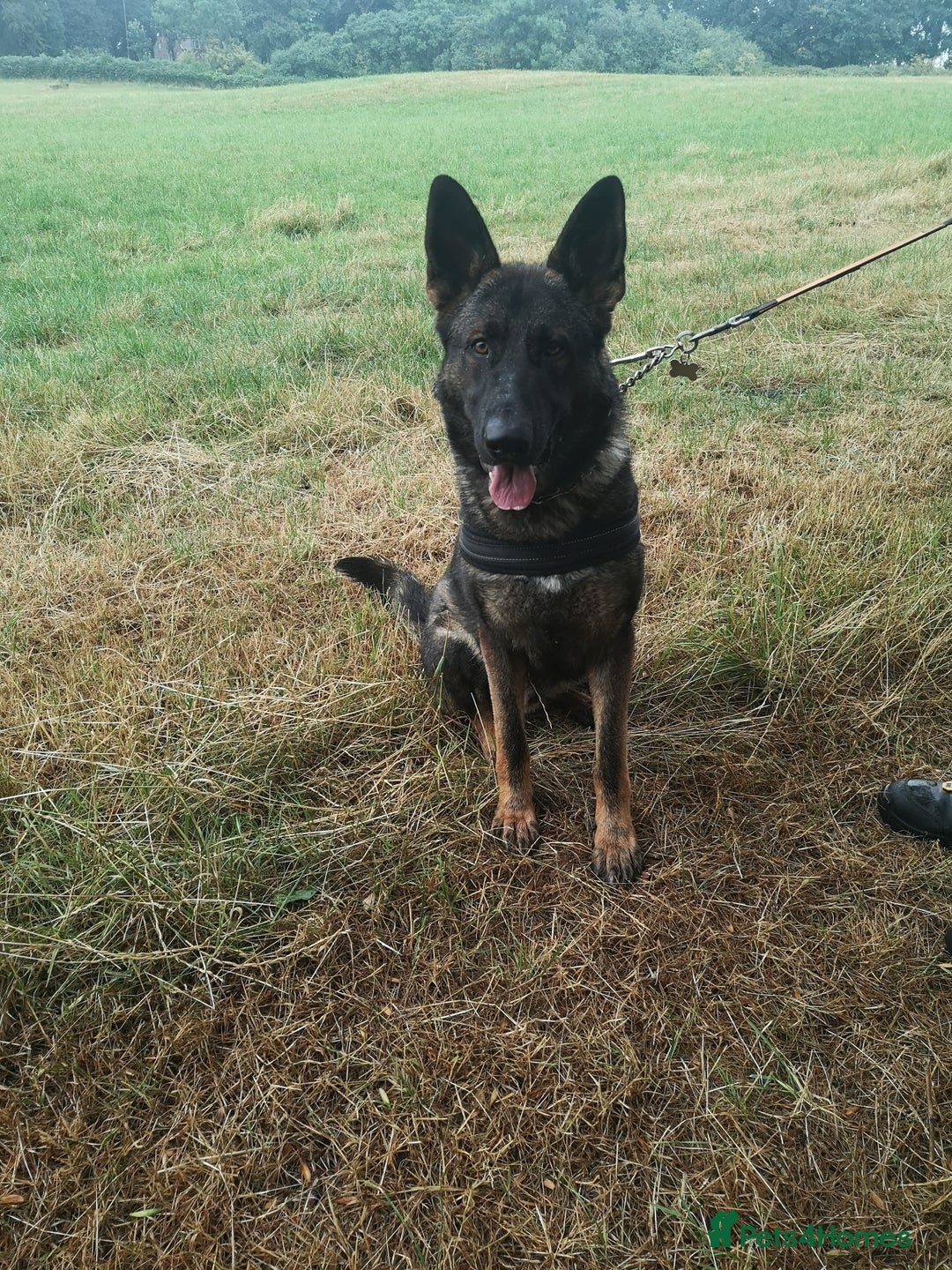 German Shepherd dogs for sale: 1 year old German Shepherd for sale - Image 1