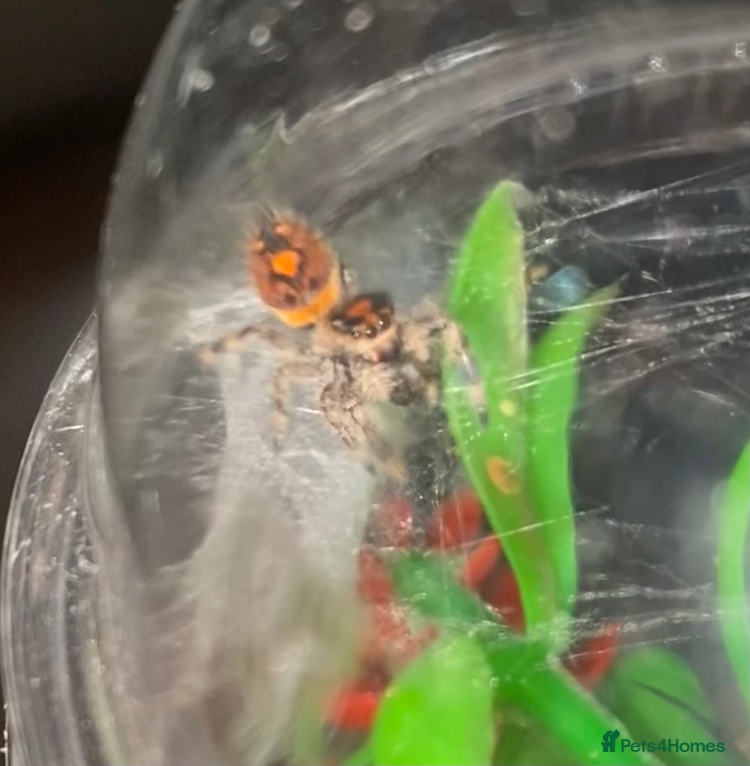 Spiders invertebrates for sale: Female Jumping Spider & Enclosure  - Advert 2