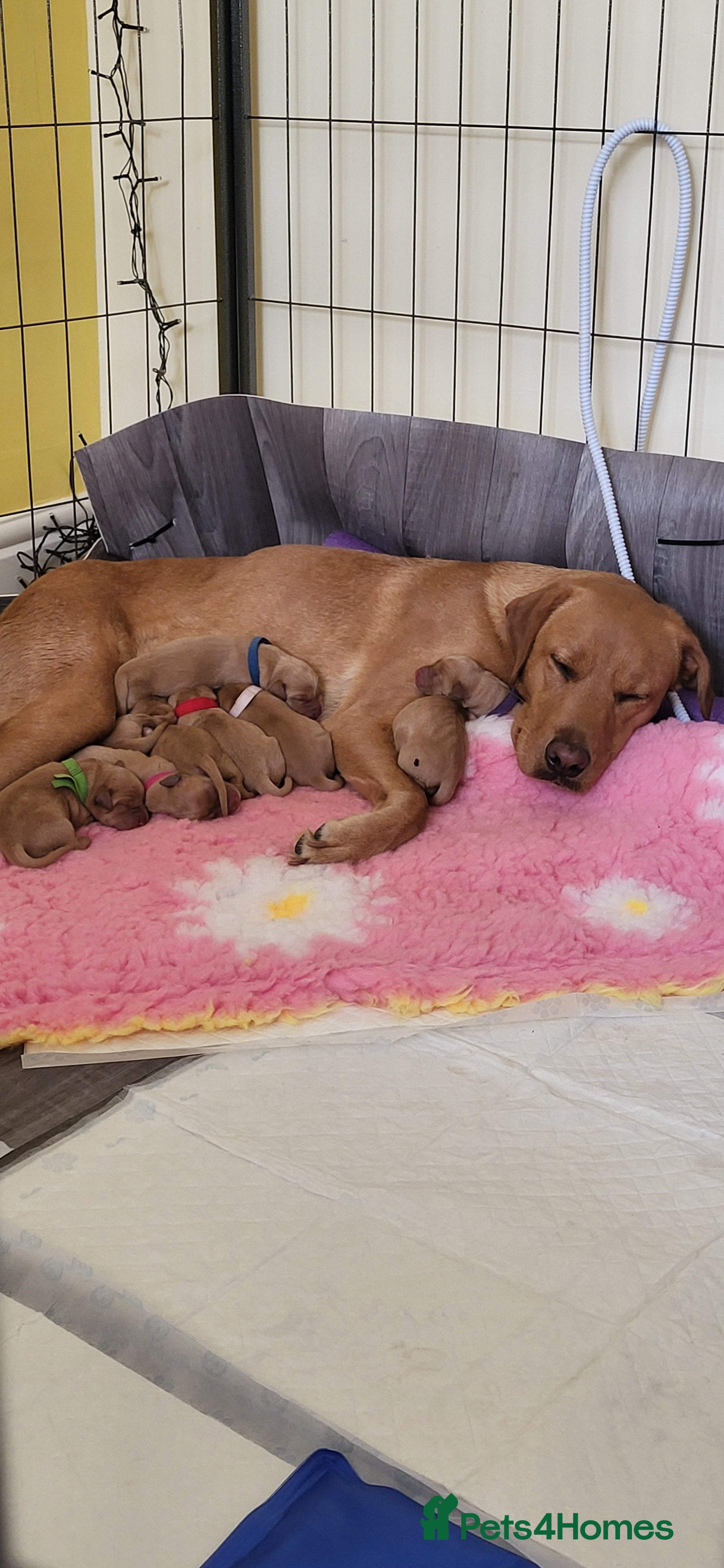 Labrador Retriever dogs Red fox Labradors  - Advert 1