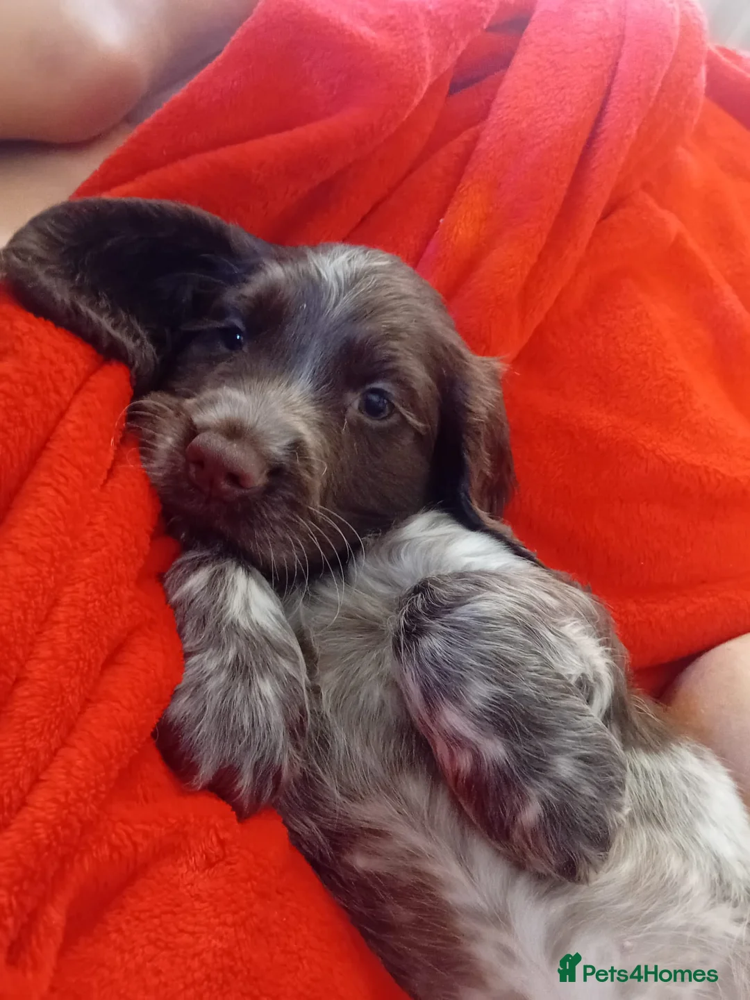 Cocker Spaniel dogs for sale: Cocker spaniel puppy - Advert 3