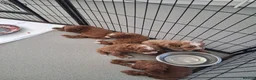Labradoodle dogs for sale: F1B Miniature Labradoodle pups - Advert 7