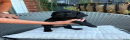 Sprocker dogs for sale: Sprocker spaniel  - Advert 21