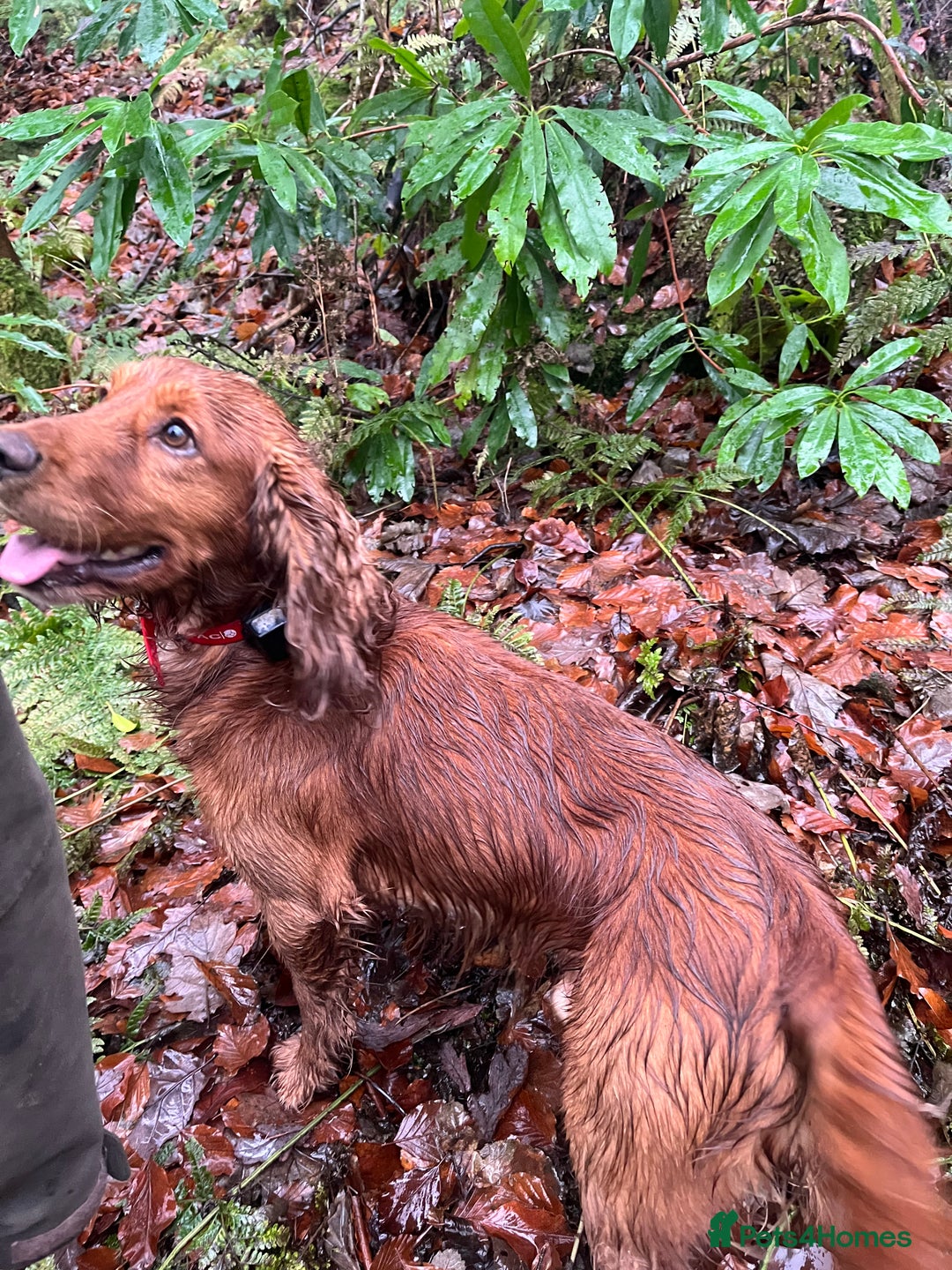 Cocker Spaniel dogs for stud: Meet Bullet - Advert 4