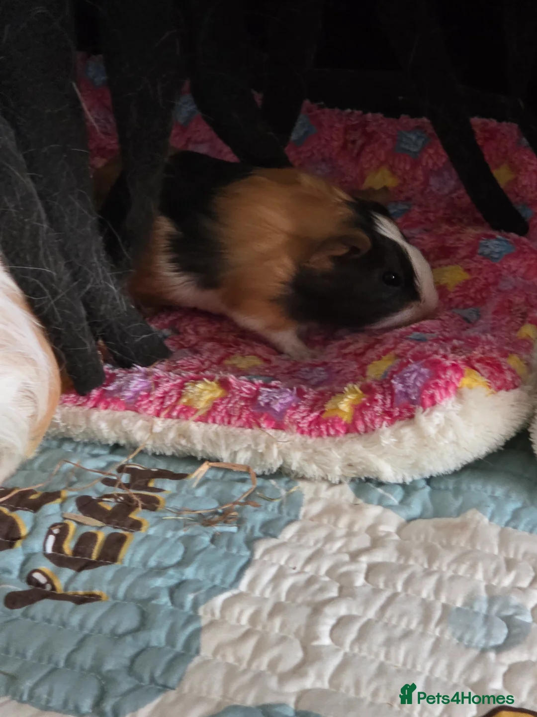 Guinea Pig rodents for sale: X2 boys and 1 girl  - Advert 4