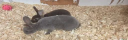 Mini Lop rabbits for sale: Mini rex mini lops and netherland dwarfs - Advert 1