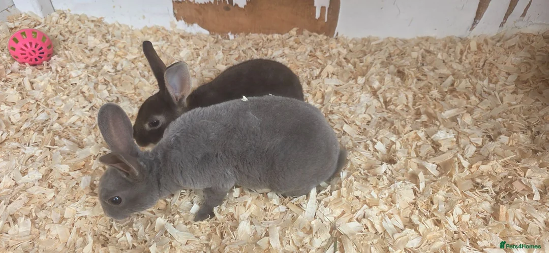 Mini Lop rabbits for sale: Mini rex mini lops and netherland dwarfs - Advert 1