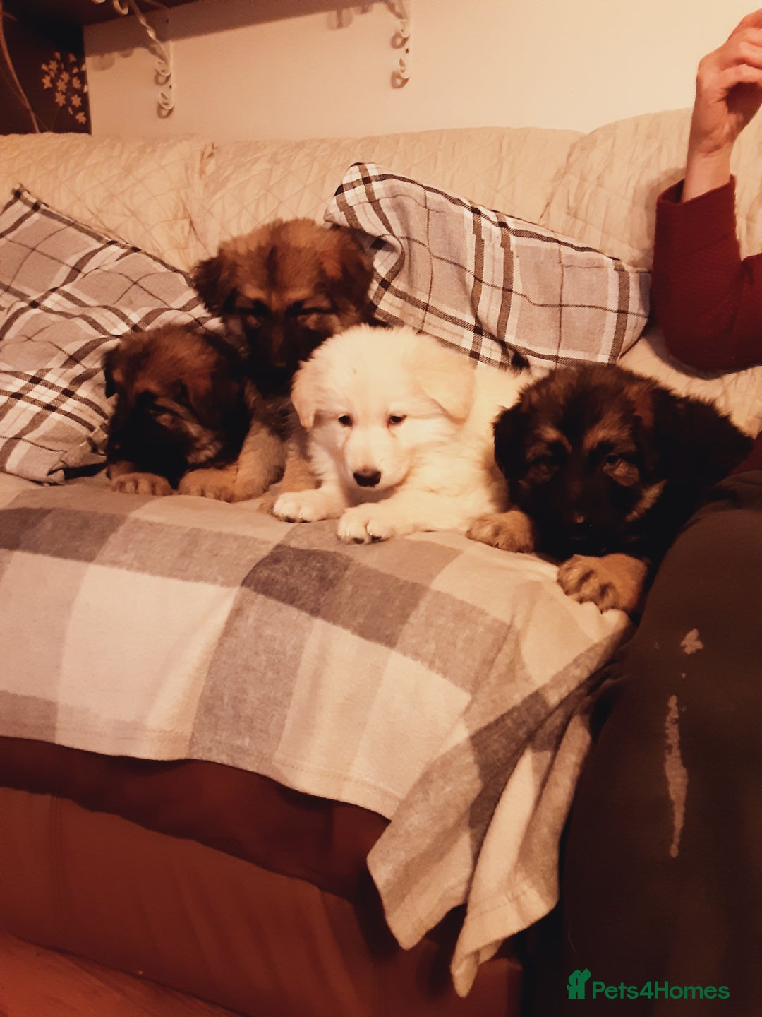 German Shepherd dogs for sale: Long haired German Shepherd pups - Advert 3