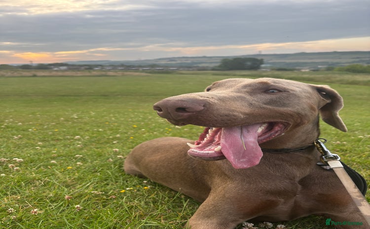 Dobermann dogs - Advert 6