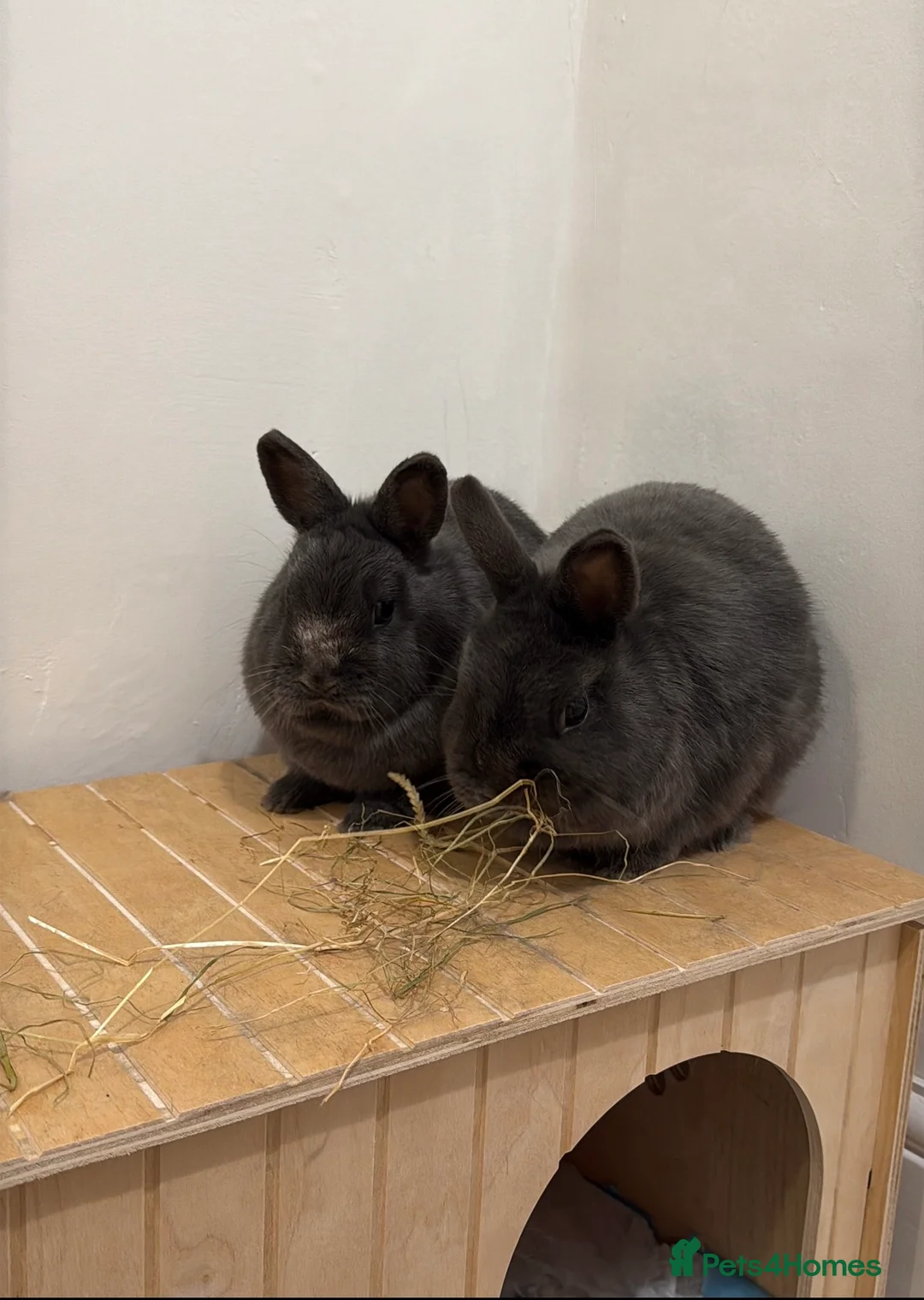 Netherland Dwarf rabbits for sale: 2 male bonded pair Netherland dwarfs. in Newcastle upon Tyne - Advert 1