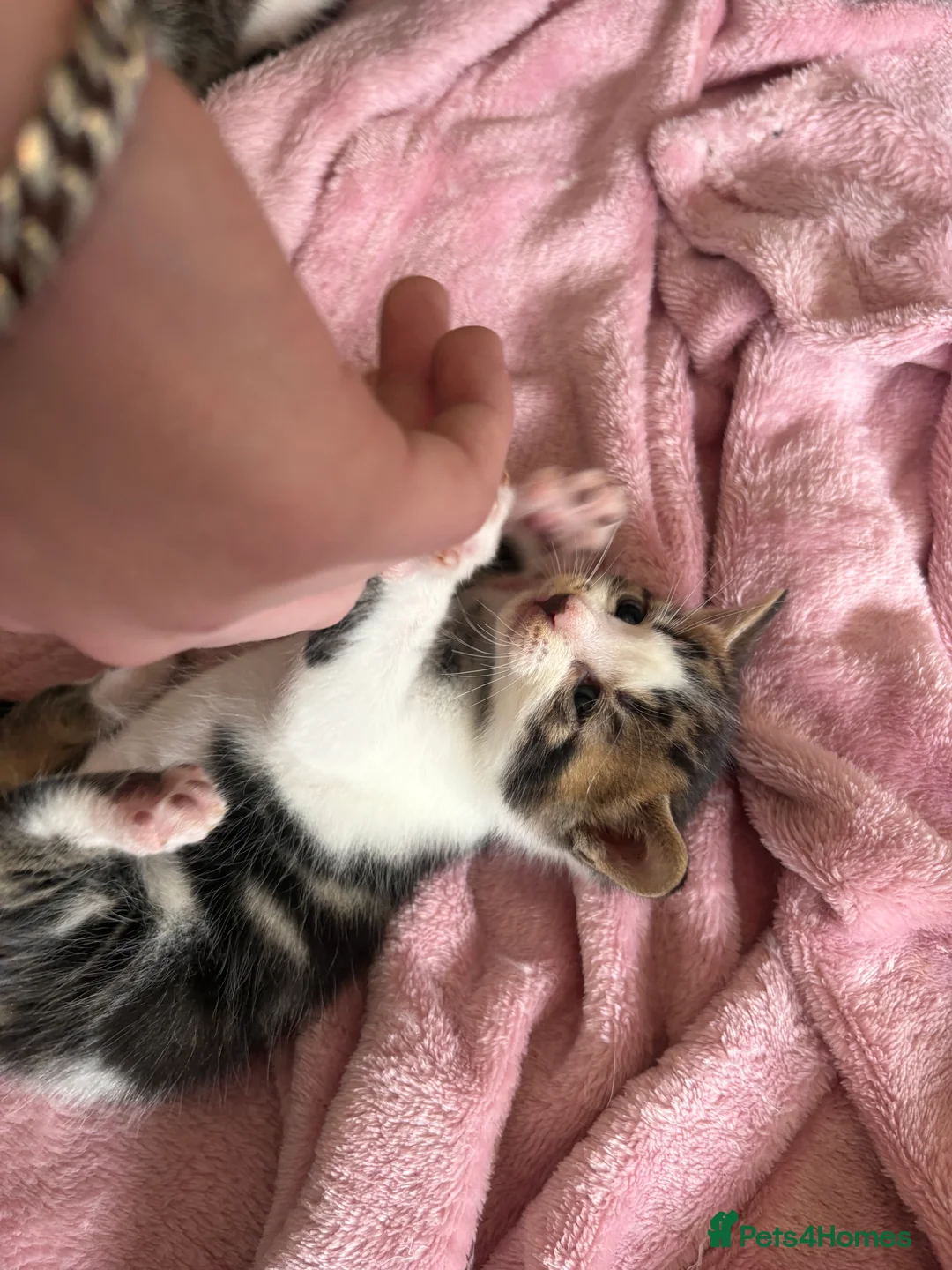 Mixed Breed cats for sale: Bengal x tabby  in Grimsby - Advert 7