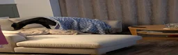 Greyhound dogs for sale: Greyhound Indy for sale - Read Description  in Wokingham - Advert 4