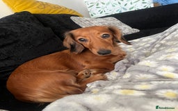 Dachshund dogs for sale: Devastating rehoming!  - Image 1