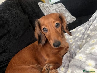 Dachshund dogs for sale - Advert 1