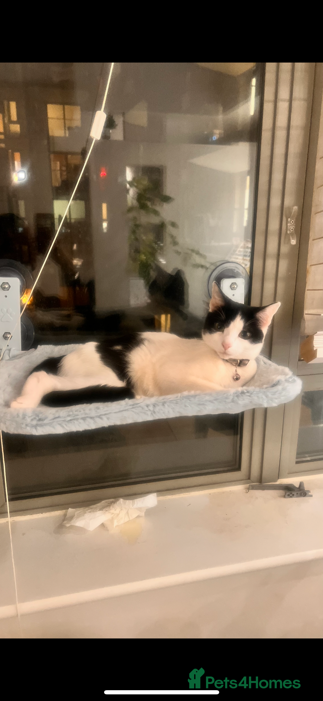 Mixed Breed cats for sale: Luna Cookie  - Image 3