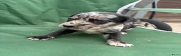 Lurcher dogs for sale: Lurcher pups - Advert 15