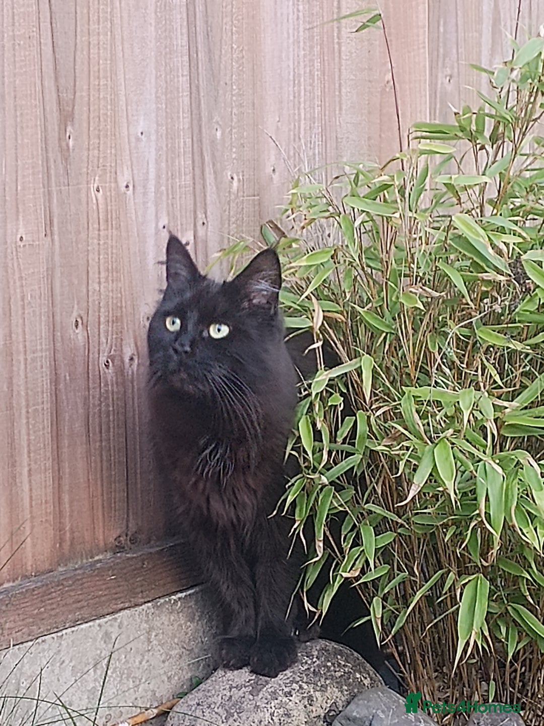 Maine Coon cats for sale: Adorable Maine Coon kittens in Manchester  - Advert 2