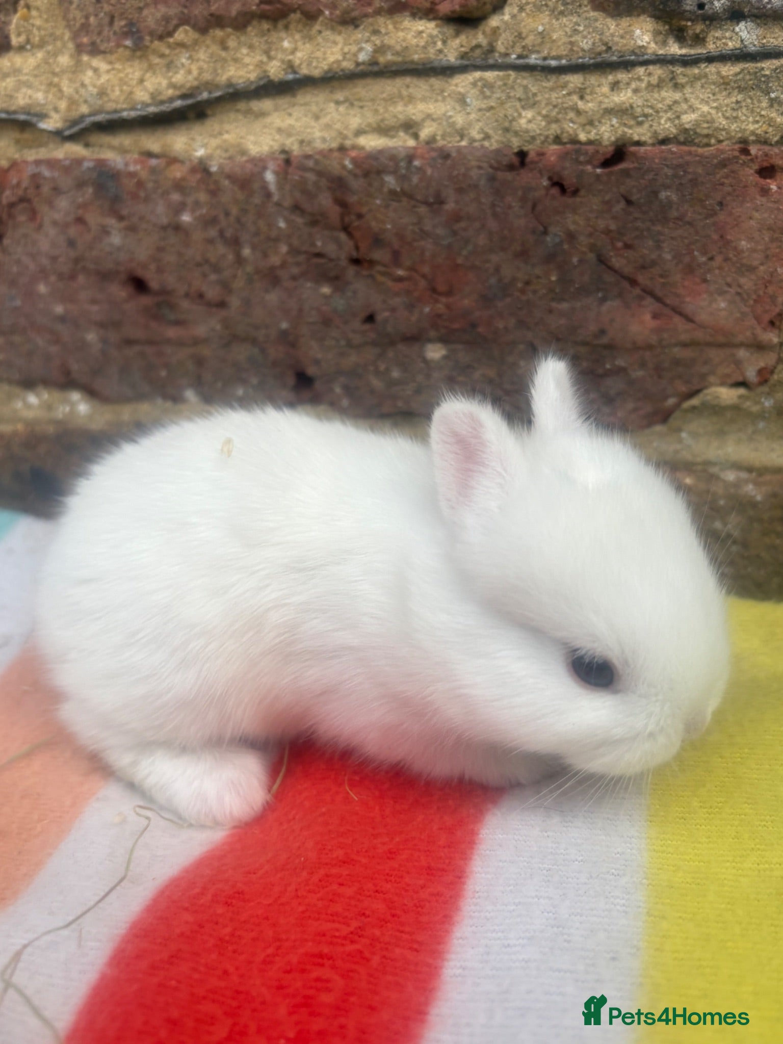 Netherland Dwarf rabbits White, Chocolate & Blue Netherland Dwarf Bunnies  - Advert 7