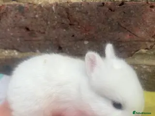 Netherland Dwarf rabbits White, Chocolate & Blue Netherland Dwarf Bunnies - Advert 7