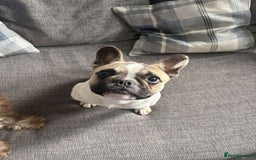 French Bulldog dogs for sale: Male french bulldog - Image 1