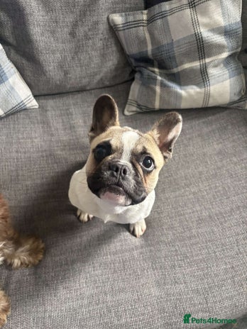 French Bulldog dogs - Advert 12