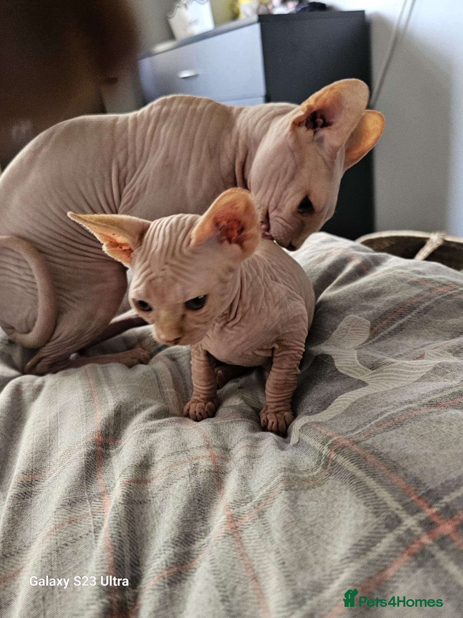 Sphynx cats 4 months baby Male sphynx - Advert 4