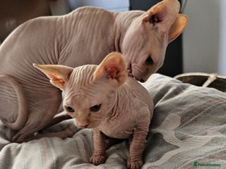 Sphynx cats 4 months baby Male sphynx - Advert 3