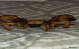 Patterdale Terrier dogs for sale: PATTERDALE TERRIER SMOOTH HAIRED MOTHER  - Image 18