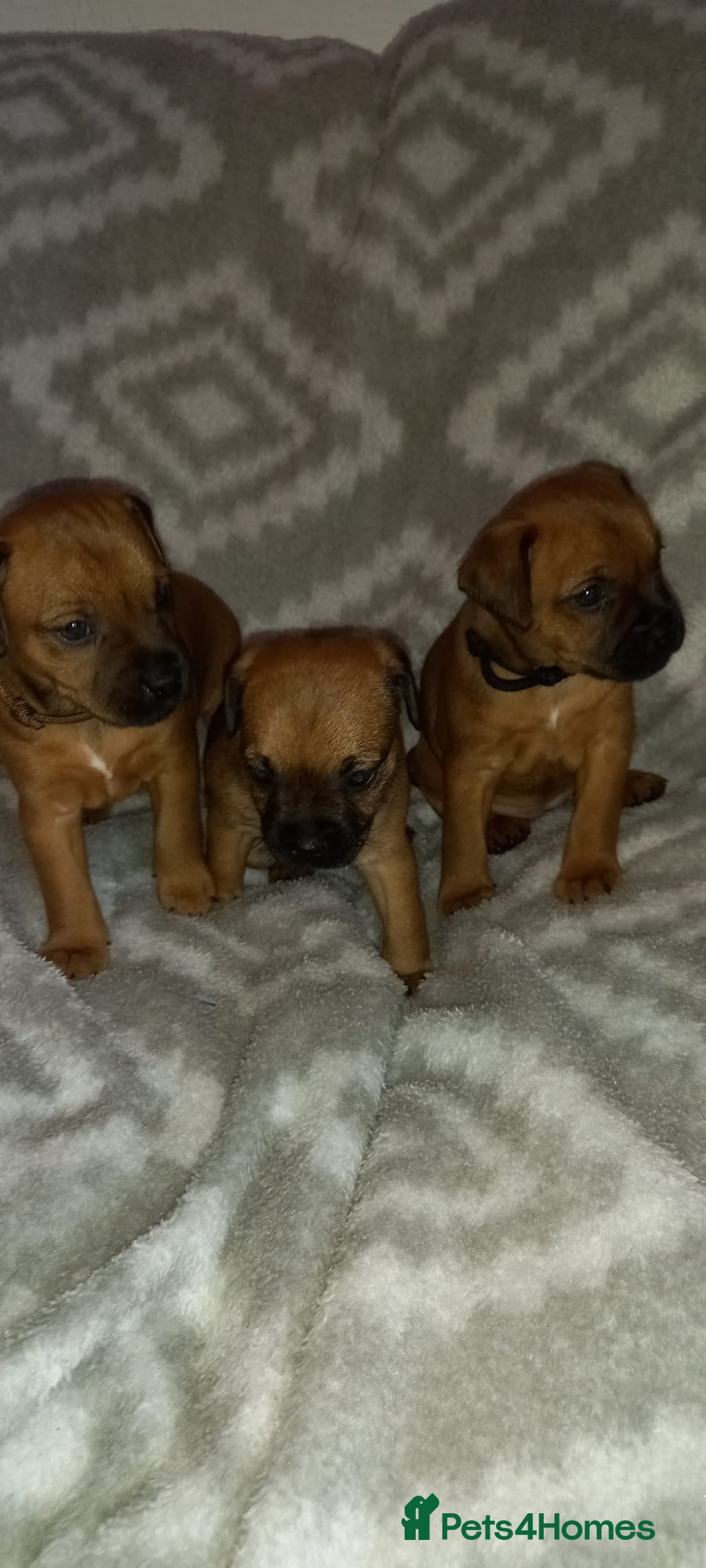 Patterdale Terrier dogs for sale: PATTERDALE TERRIER SMOOTH HAIRED MOTHER  - Image 18