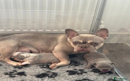 French Bulldog dogs for sale: Beautiful Frenchie Boys  - Image 7