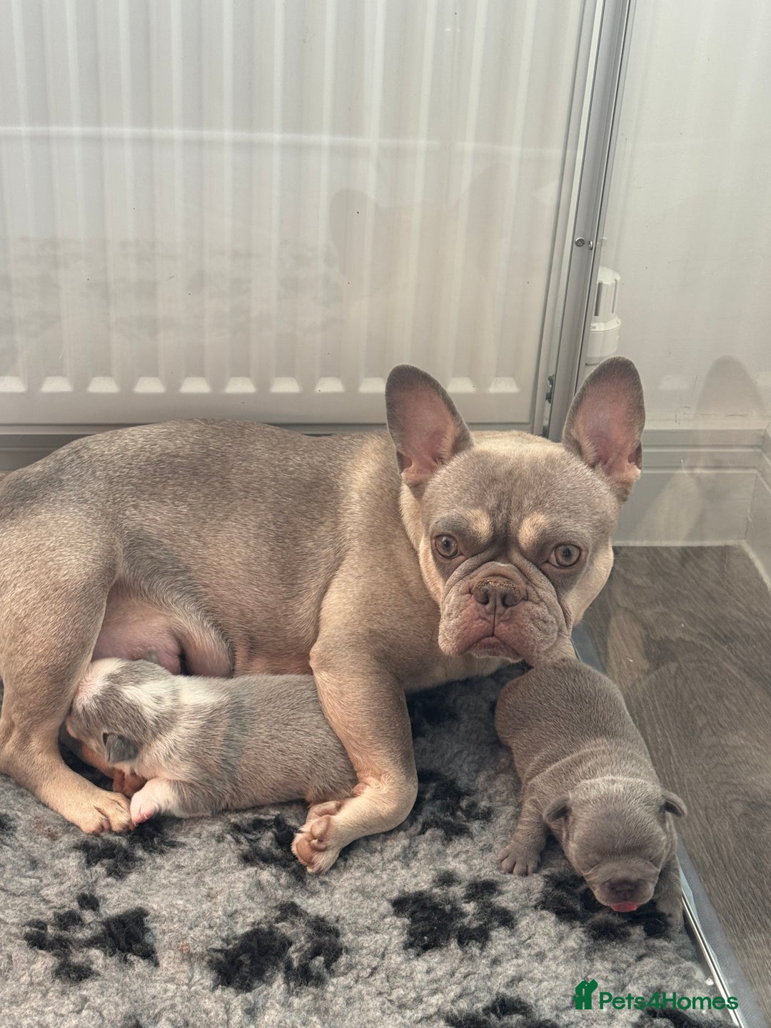 French Bulldog dogs for sale: Beautiful Frenchie Boys  - Image 7