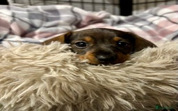 Miniature Dachshund dogs for sale: Miniature Dachshunds  - Image 3