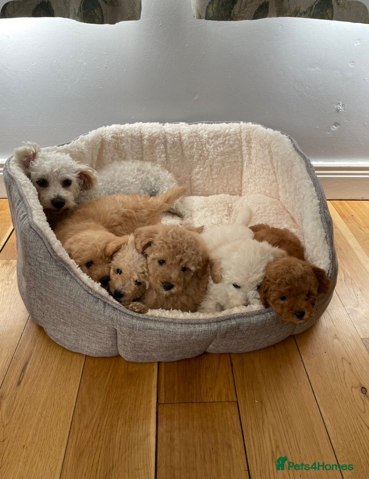 Poochon dogs Two beautiful puppies for sale  - Advert 12
