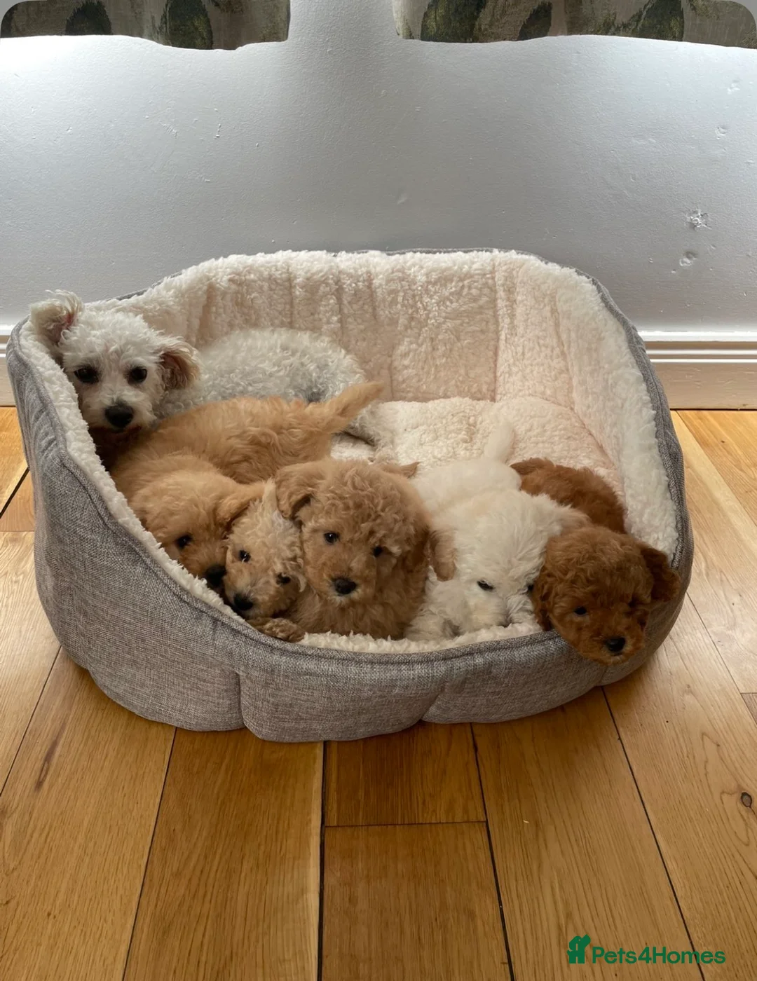 Poochon dogs for sale: Two beautiful puppies for sale  - Advert 1