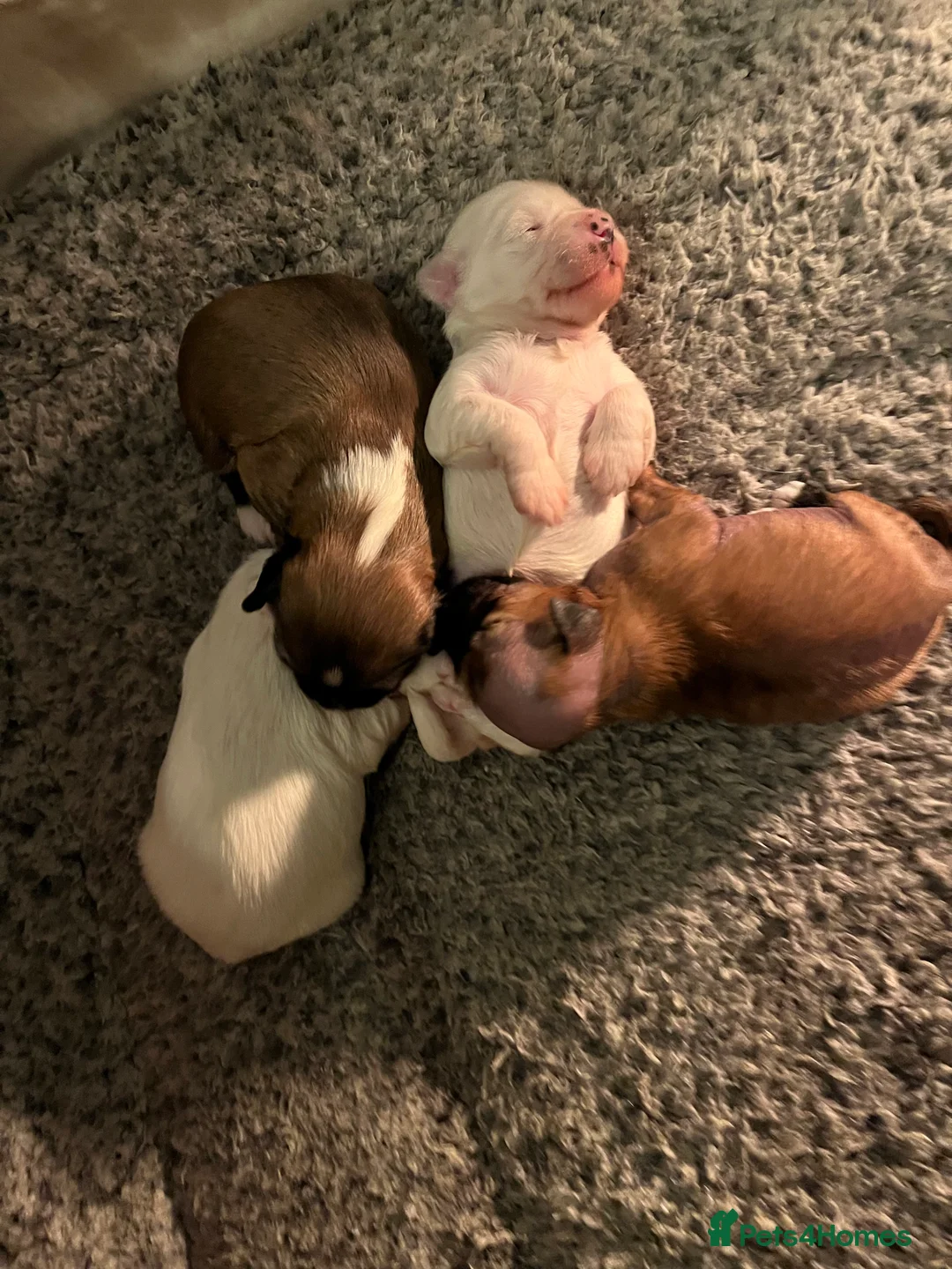 Tibetan Terrier dogs for sale: Tibetan terrier puppies for sale  - Advert 8