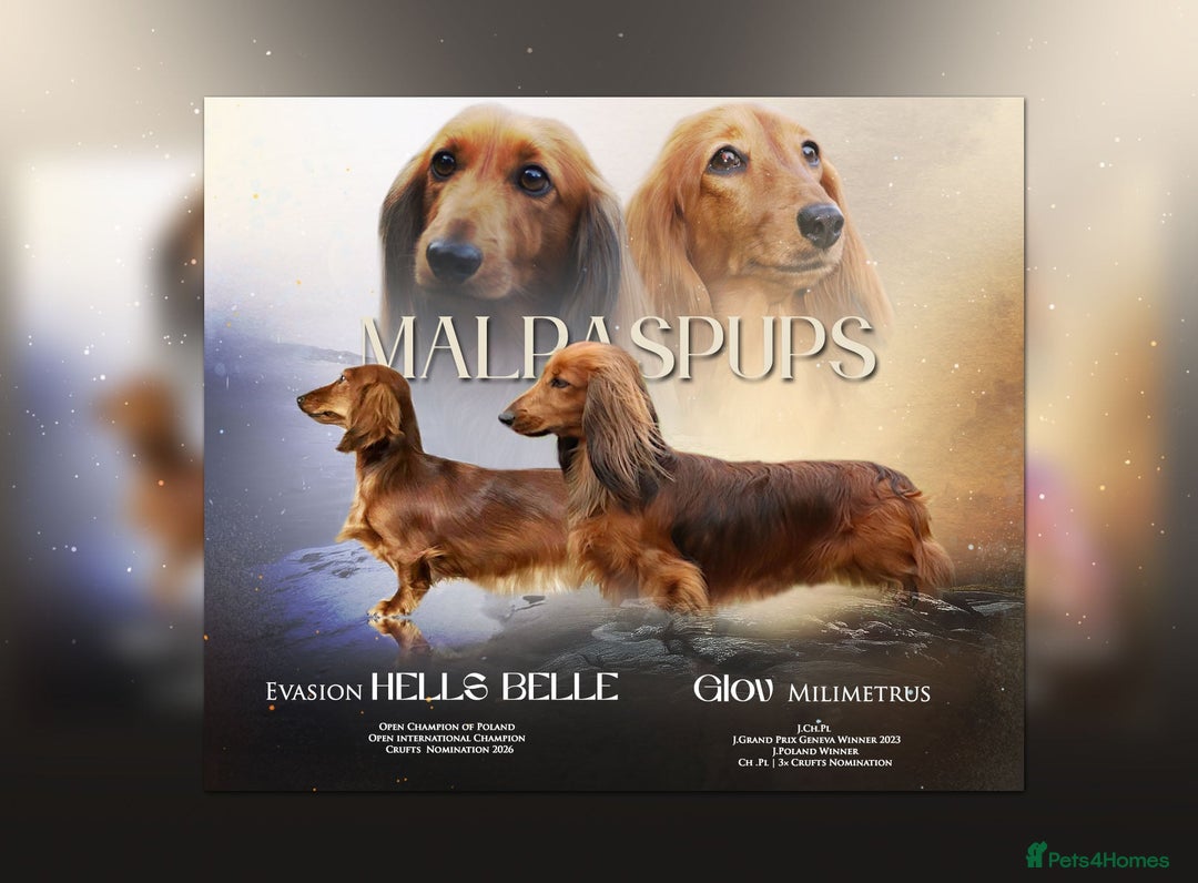 Miniature Dachshund dogs for sale: KC Registered Miniature Longhaired Dachshunds - Advert 1