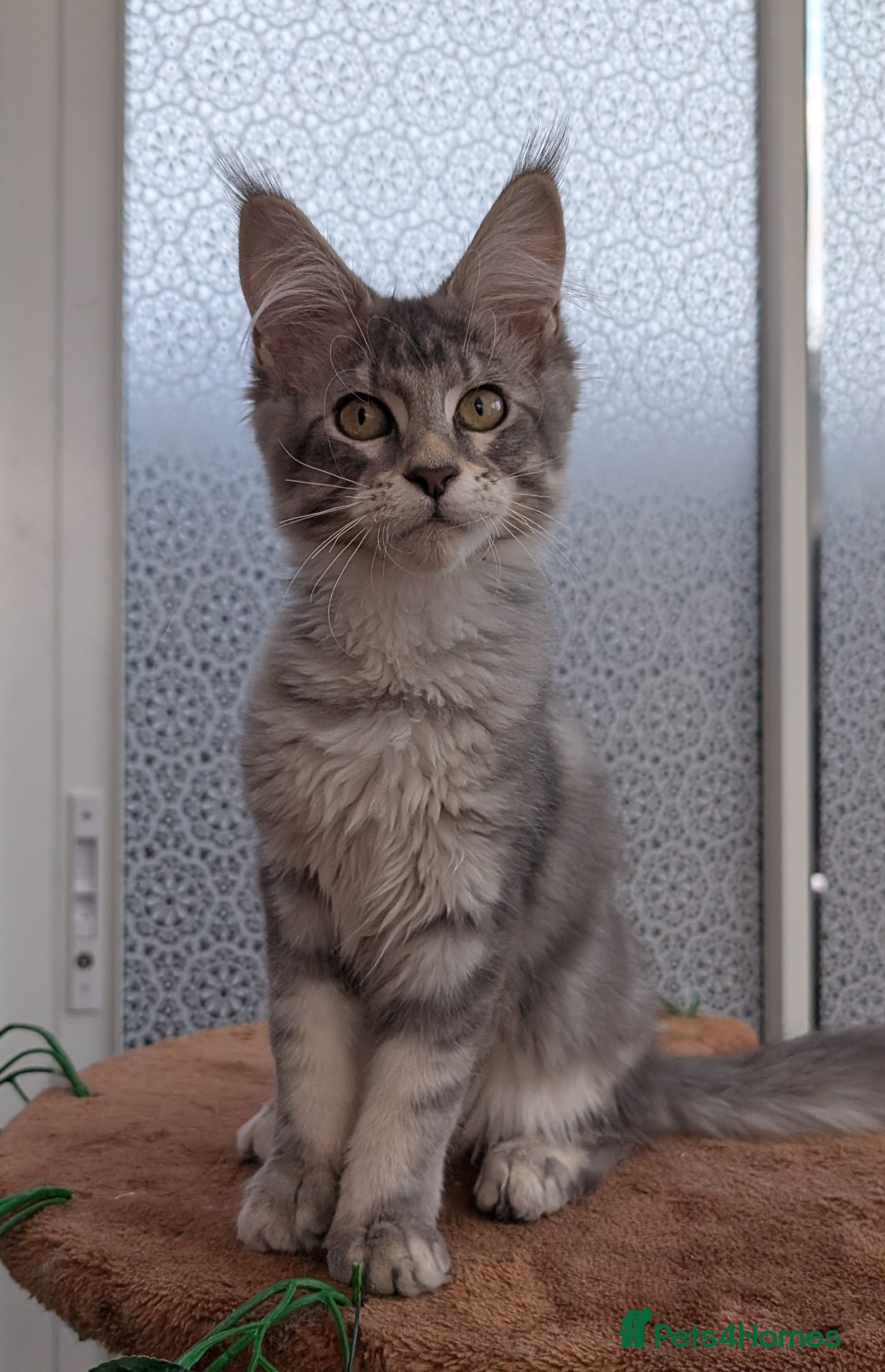 Maine Coon cats Stunning Maine coon kittens  - Advert 6