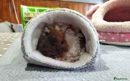 Guinea Pig rodents for sale: Five gorgeous male guinea pigs different breeds in Milnthorpe - Image 26