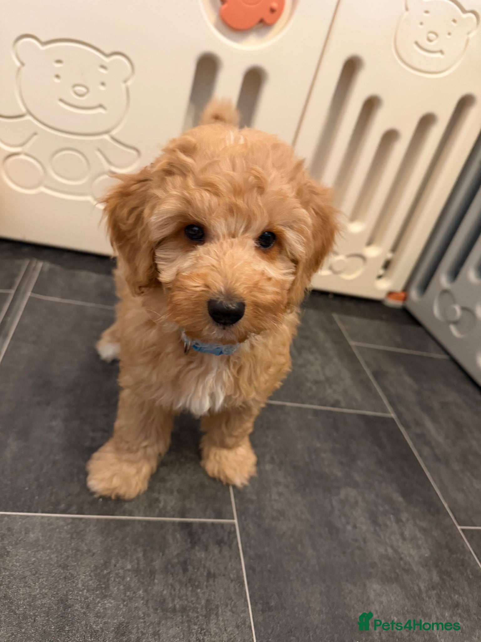 Australian Labradoodle dogs 🐶READY TO GO LAST 3 AVAILABLE🐶 - Advert 17