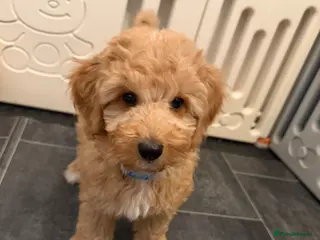 Australian Labradoodle dogs 🐶READY TO GO LAST 3 AVAILABLE🐶 - Advert 17