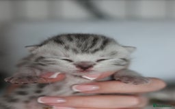 British Shorthair cats for sale: GCCF British Shorthair Silver Kittens - Image 8