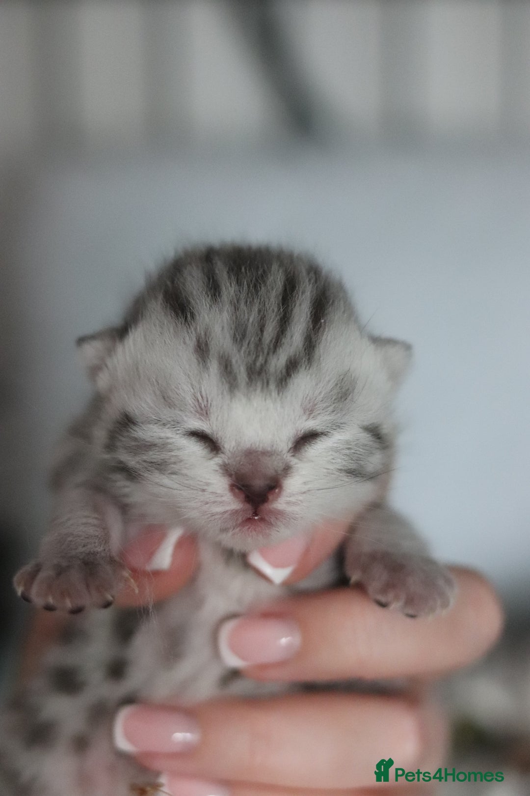 British Shorthair cats for sale: GCCF British Shorthair Silver Kittens - Image 8