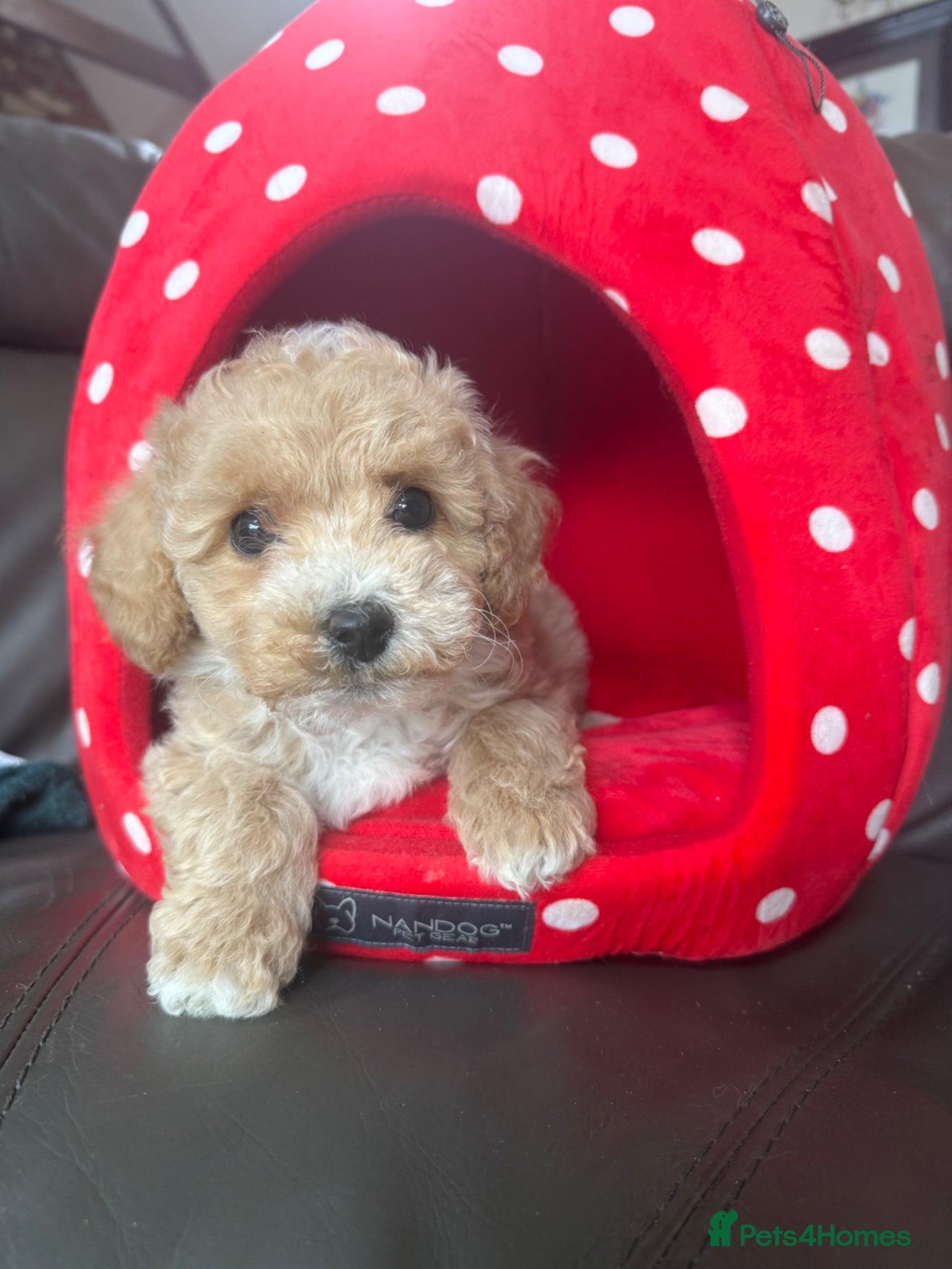 Maltipoo dogs Outstanding Maltipoo Puppies ready now  - Advert 2