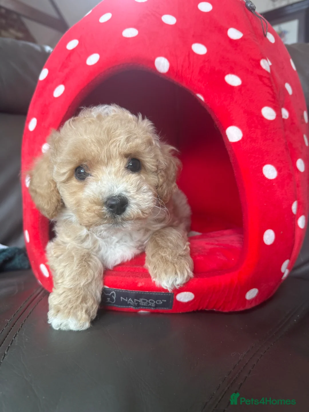 Maltipoo dogs for sale: Teddy Maltipoo Puppies ready now  - Advert 2