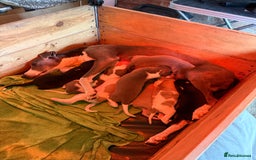 Mixed Breed dogs for sale: Whippet x greyhound puppies  - Image 13