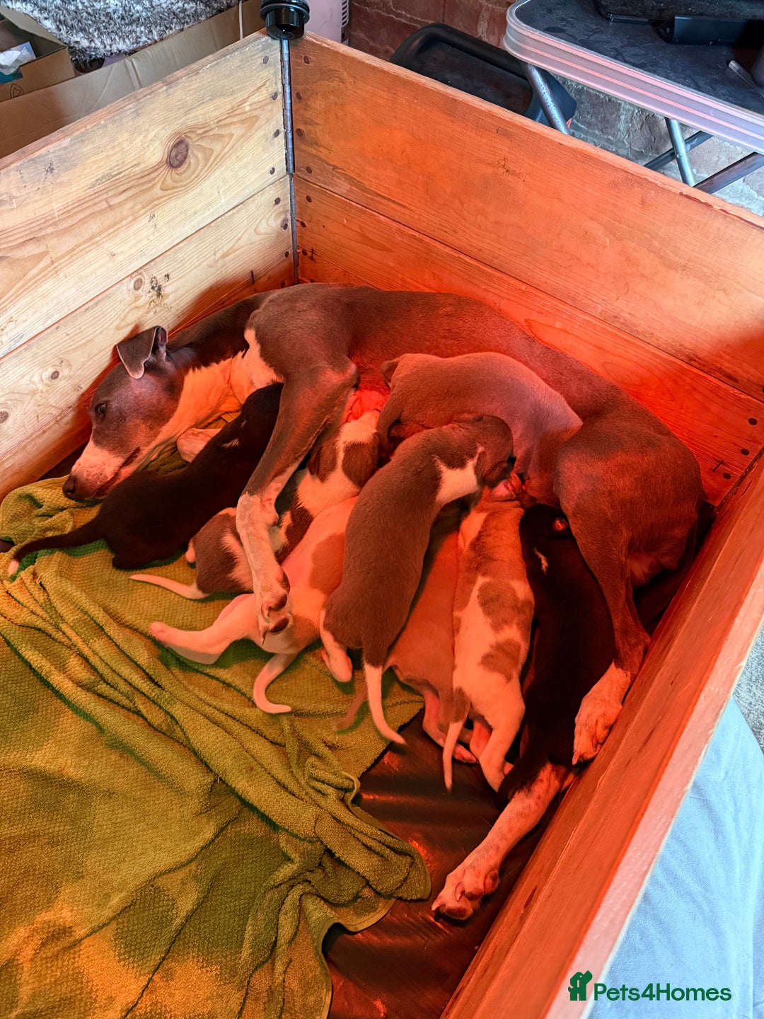 Mixed Breed dogs for sale: Whippet x greyhound puppies  - Image 13